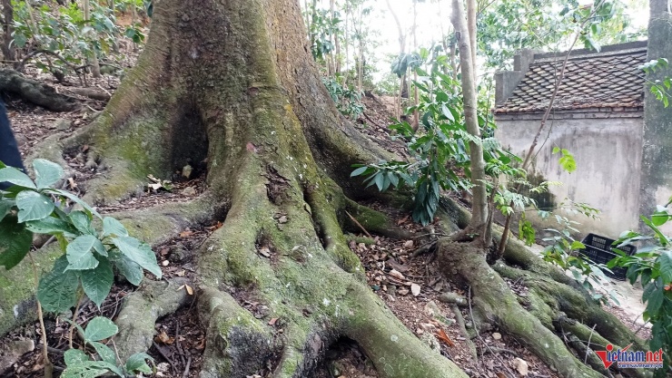 Cả làng bảo vệ báu vật hàng trăm tuổi trên đồi Bích Sơn ở Ninh Bình 8 Bộ rễ cây lim vững chắc trên mặt đất