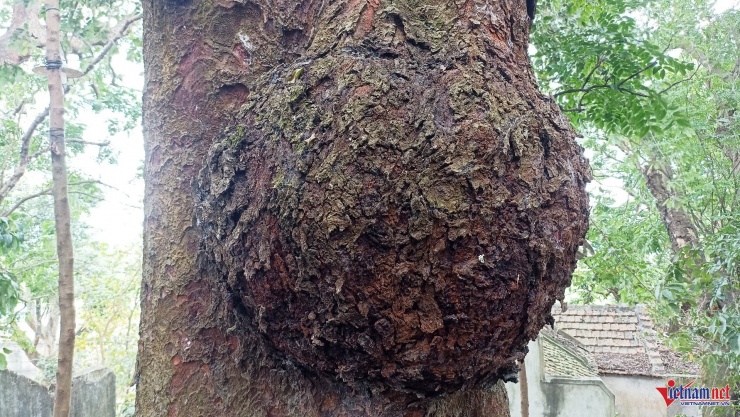 Cả làng bảo vệ báu vật hàng trăm tuổi trên đồi Bích Sơn ở Ninh Bình 9 Thân cây xù xì với những nu lớn