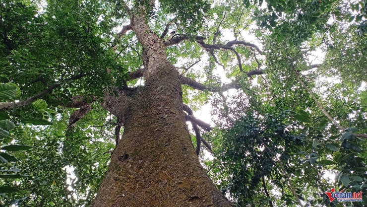 Cả làng bảo vệ báu vật hàng trăm tuổi trên đồi Bích Sơn ở Ninh Bình 10 Trải qua hàng trăm năm, những cụ lim vẫn trường tồn cùng với sự phát triển của làng
