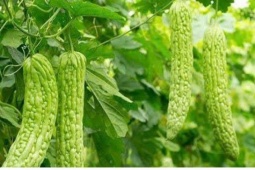 Những thực phẩm vị đắng đang bị bỏ quên nhưng tốt cho thận