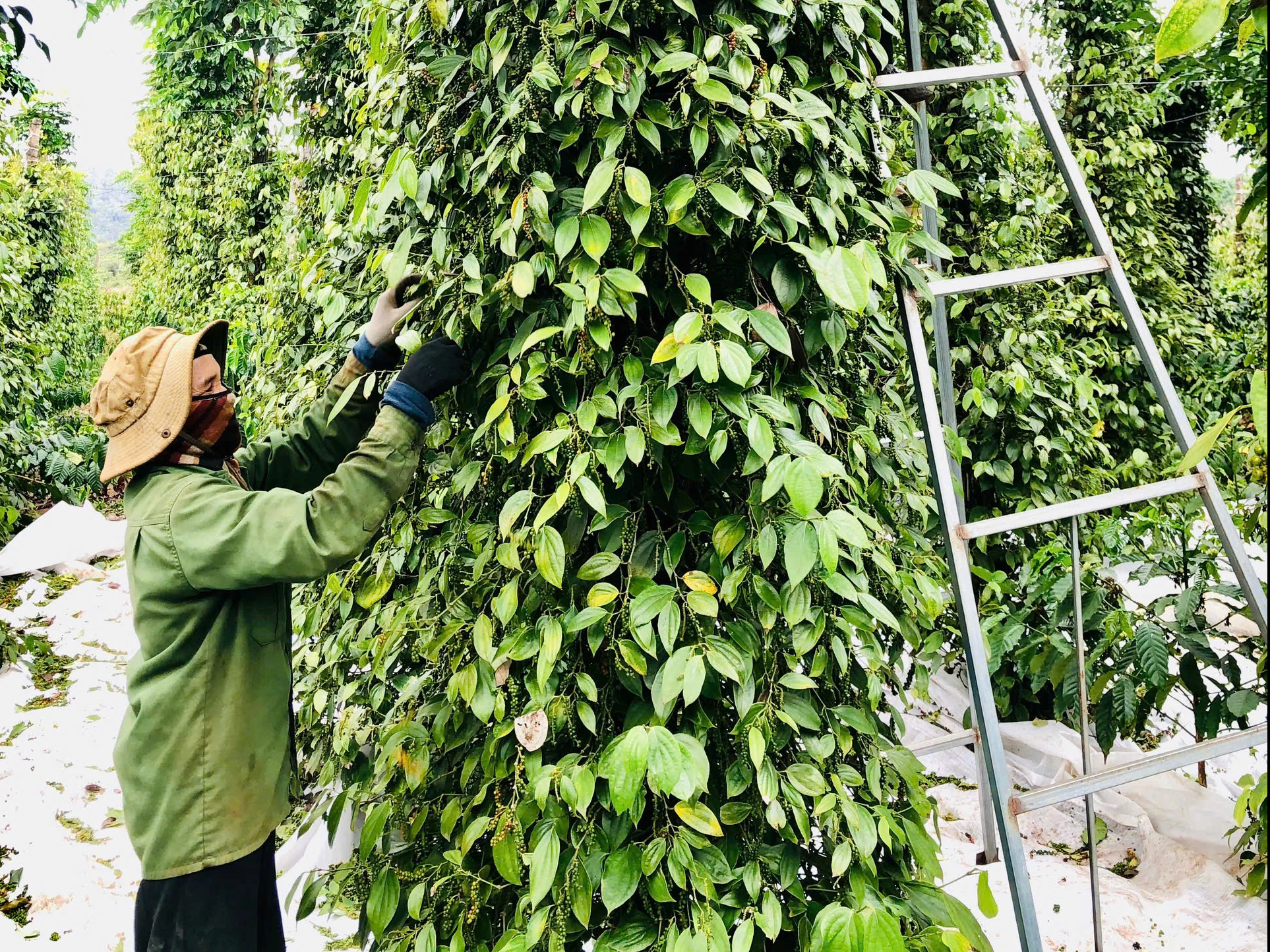 Giá tiêu tăng cao, ‘vàng đen’ Gia Lai hồi sinh - Ảnh 2.