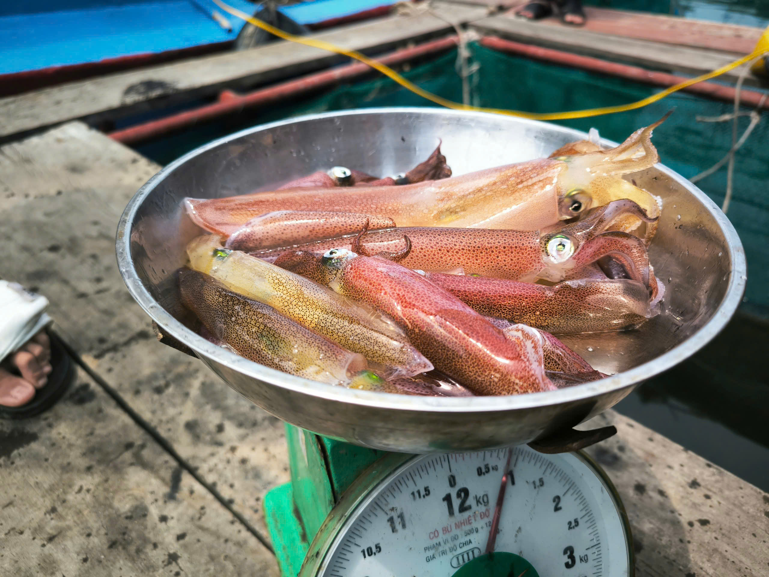 Mùa lộc biển: Theo chân ngư dân săn 'vàng đen'- Ảnh 5.