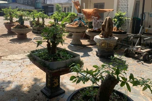 Bị phạt và tịch thu 42 cây mai kiểng không rõ nguồn gốc