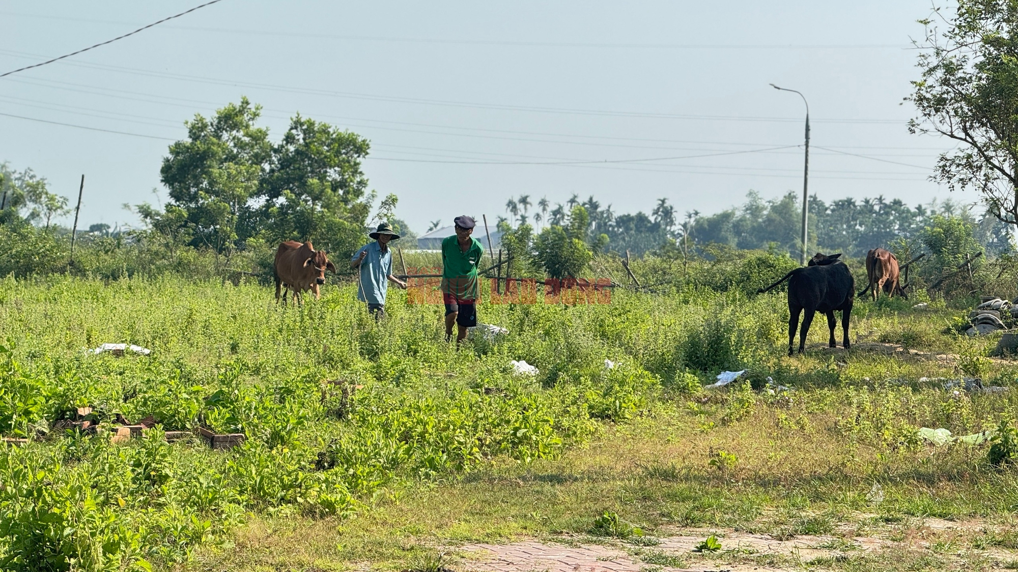 Dự án khu dân cư 186 tỉ "mắc cạn" bên sông Vệ gần chục năm 2 Dự án khu dân cư 186 tỉ