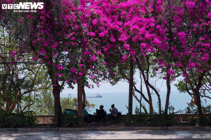 Hoa giấy nhuộm hồng đường ven biển đẹp nhất TP.HCM 3 Ghi nhận của PV Báo Điện tử VTC News, dọc các tuyến đường hướng ra biển như Hạ Long, Thùy Vân, Võ Nguyên Giáp hay trục 3/2 (phường Phước Thắng), những giàn hoa giấy đồng loạt bung nở, phủ kín dải phân cách và vỉa hè. Các cụm hoa được trồng bài bản, tạo thành những “con đường hoa” kéo dài, mang lại diện mạo tươi mới cho đô thị biển.