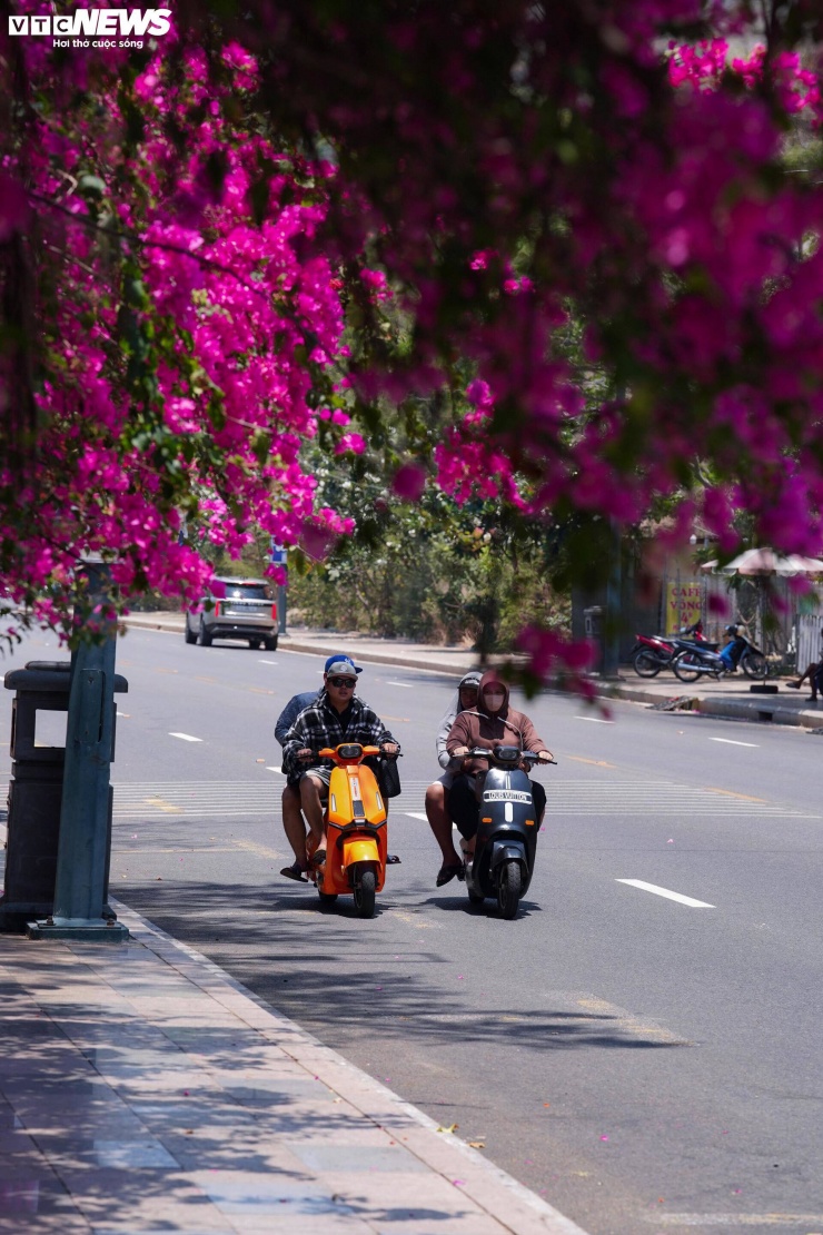 Hoa giấy nhuộm hồng đường ven biển đẹp nhất TP.HCM 4 Đây là các trục giao thông quan trọng trung tâm biển Vũng Tàu. Việc trồng đồng bộ hoa giấy không chỉ góp phần làm đẹp cảnh quan mà còn tạo điểm nhấn gây ấn tượng với du khách khi vừa đặt chân đến.