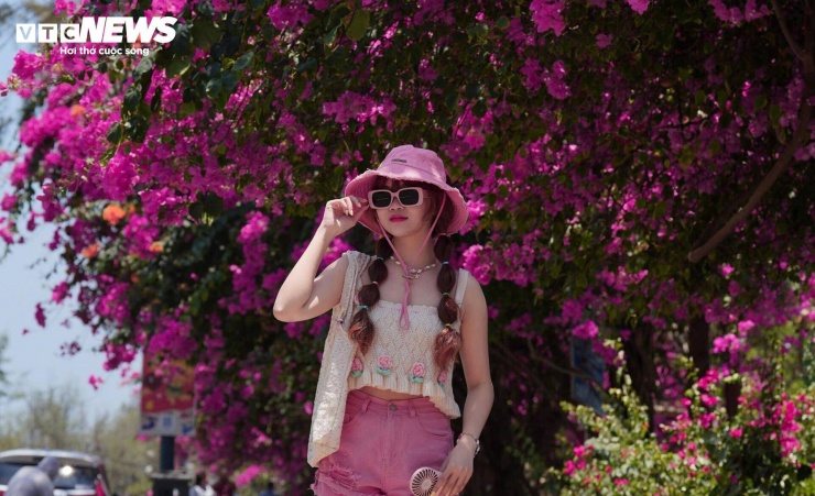 Hoa giấy nhuộm hồng đường ven biển đẹp nhất TP.HCM 5 Theo người dân địa phương, thời điểm đầu tháng 4 là lúc hoa giấy nở rộ nhất trong năm. Những chùm hoa hồng phủ kín tán cây, đan xen với nền trời xanh và màu biển, tạo nên khung cảnh nổi bật, dễ dàng thu hút ánh nhìn.