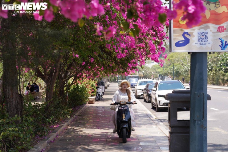 Hoa giấy nhuộm hồng đường ven biển đẹp nhất TP.HCM 6 Tại đường Hạ Long, ngoài các giàn hoa thấp còn xuất hiện nhiều cây hoa giấy cổ thụ cao khoảng 5 - 6m, có tuổi đời hơn 10 năm. Các tán cây phát triển xum xuê, phủ rộng, góp phần “nhuộm hồng” cả tuyến đường ven núi - nơi một bên là sườn núi, một bên là biển.