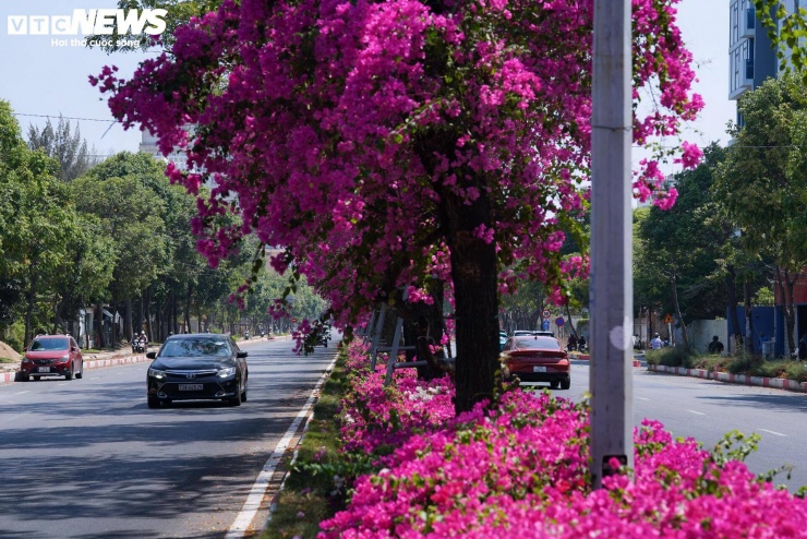 Hoa giấy nhuộm hồng đường ven biển đẹp nhất TP.HCM 7 Không chỉ khu vực ven biển, tuyến đường 3/2 cũng nổi bật với hàng hoa giấy trải dài hơn 10km. Các cây được chăm sóc kỹ lưỡng, tạo tán tròn đều, dày như những khối cầu tự nhiên. Phần tán gần như được bao phủ bởi sắc hoa hồng, kết hợp với thảm cỏ và cây xanh được cắt tỉa gọn gàng, góp phần hoàn thiện diện mạo đô thị xanh - sạch - đẹp.