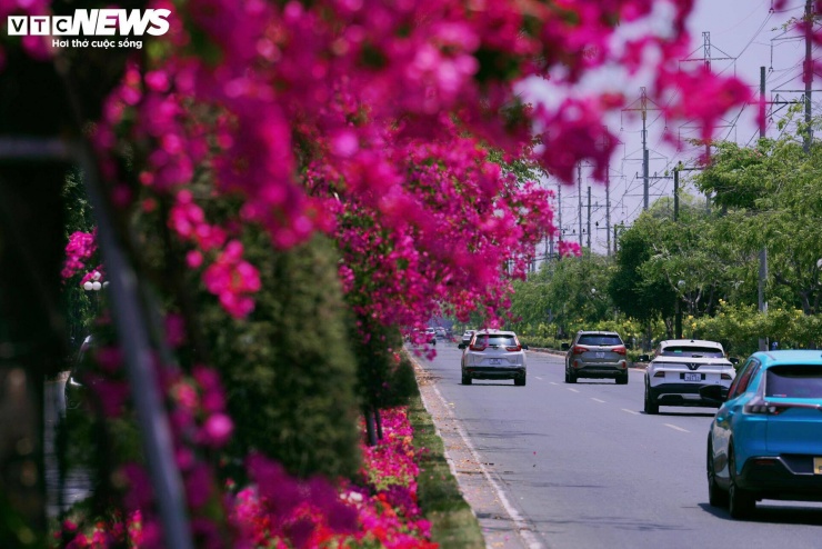 Hoa giấy nhuộm hồng đường ven biển đẹp nhất TP.HCM 8 Theo ghi nhận, để duy trì vẻ đẹp này, các đơn vị chức năng thường xuyên thực hiện tưới nước, cắt tỉa, tạo tán nhằm đảm bảo hoa phát triển ổn định, nở đều và giữ được mỹ quan lâu dài.
