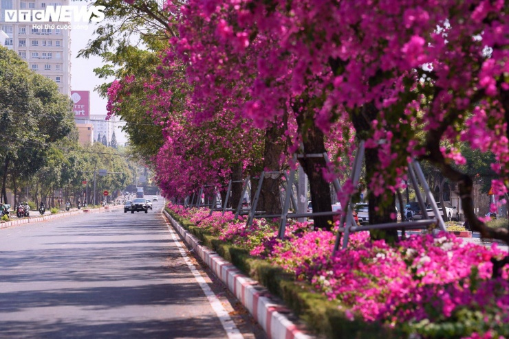 Hoa giấy nhuộm hồng đường ven biển đẹp nhất TP.HCM 9 Không chỉ riêng khu vực trung tâm Vũng Tàu, nhiều địa phương thuộc khu vực Bà Rịa - Vũng Tàu trước đây như Bà Rịa, Long Hải, Phước Hải… cũng đang chú trọng nâng cấp hạ tầng, cải thiện cảnh quan, trong đó có việc trồng hoa giấy và cây xanh nhằm tăng sức hút du lịch.