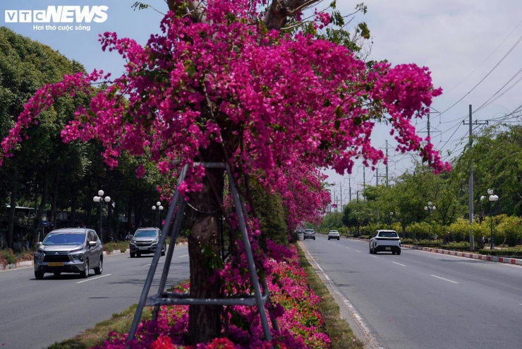 Hoa giấy nhuộm hồng đường ven biển đẹp nhất TP.HCM 10 Những tuyến đường rợp sắc hoa giấy không chỉ góp phần làm đẹp đô thị mà còn trở thành điểm nhấn đặc trưng của phố biển.