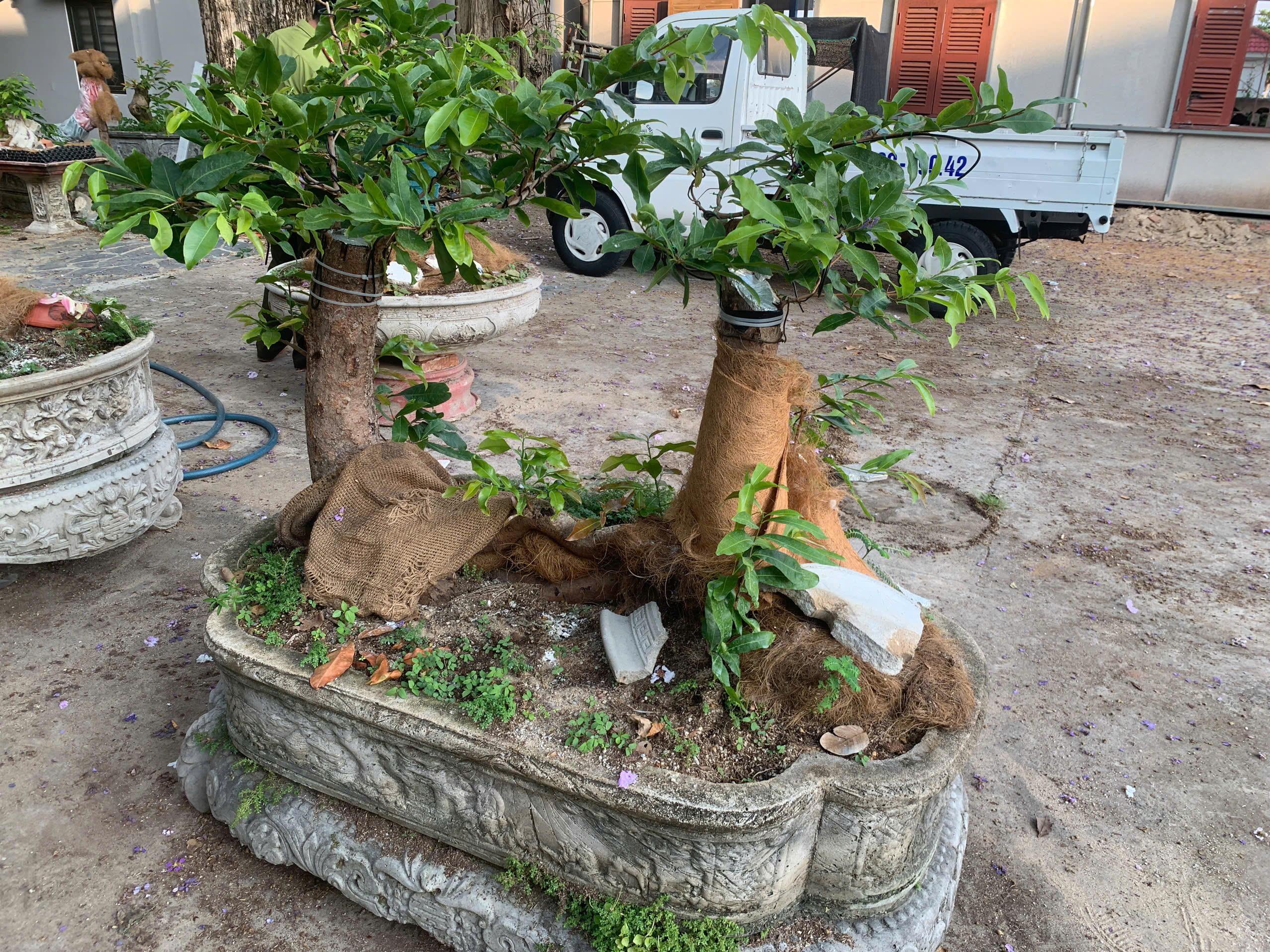 Hạt Kiểm lâm Côn Đảo xử phạt 42 cây mai vàng không rõ nguồn gốc - Ảnh 2. Hạt Kiểm lâm Côn Đảo xử phạt 42 cây mai vàng không rõ nguồn gốc - Ảnh 2.