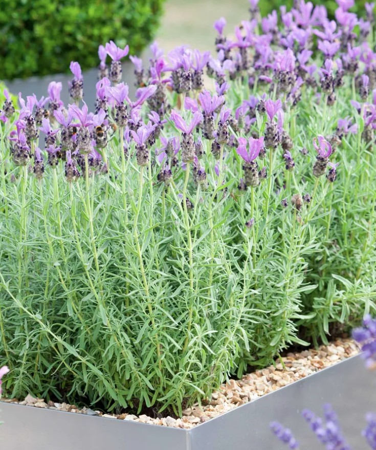 1775714815 404 5 loai cay trong trong chau cuc ky de song