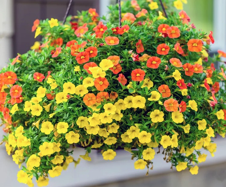 1775714819 190 5 loai cay trong trong chau cuc ky de song