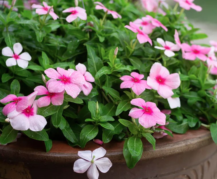 1775714822 577 5 loai cay trong trong chau cuc ky de song