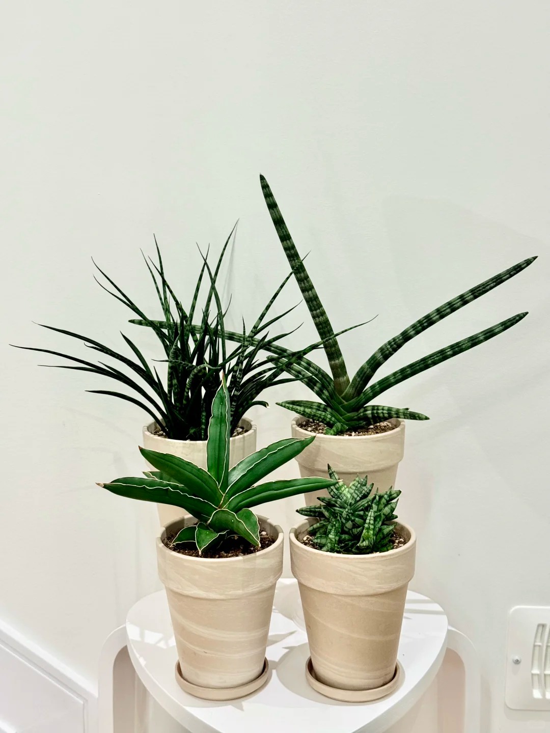 1775719822 386 6 loai cay loc khong khi cuc tot duoc han