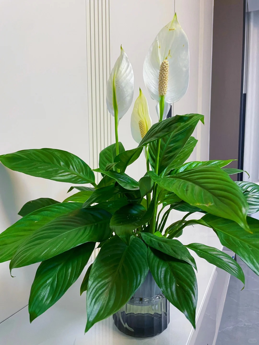 1775719824 979 6 loai cay loc khong khi cuc tot duoc han