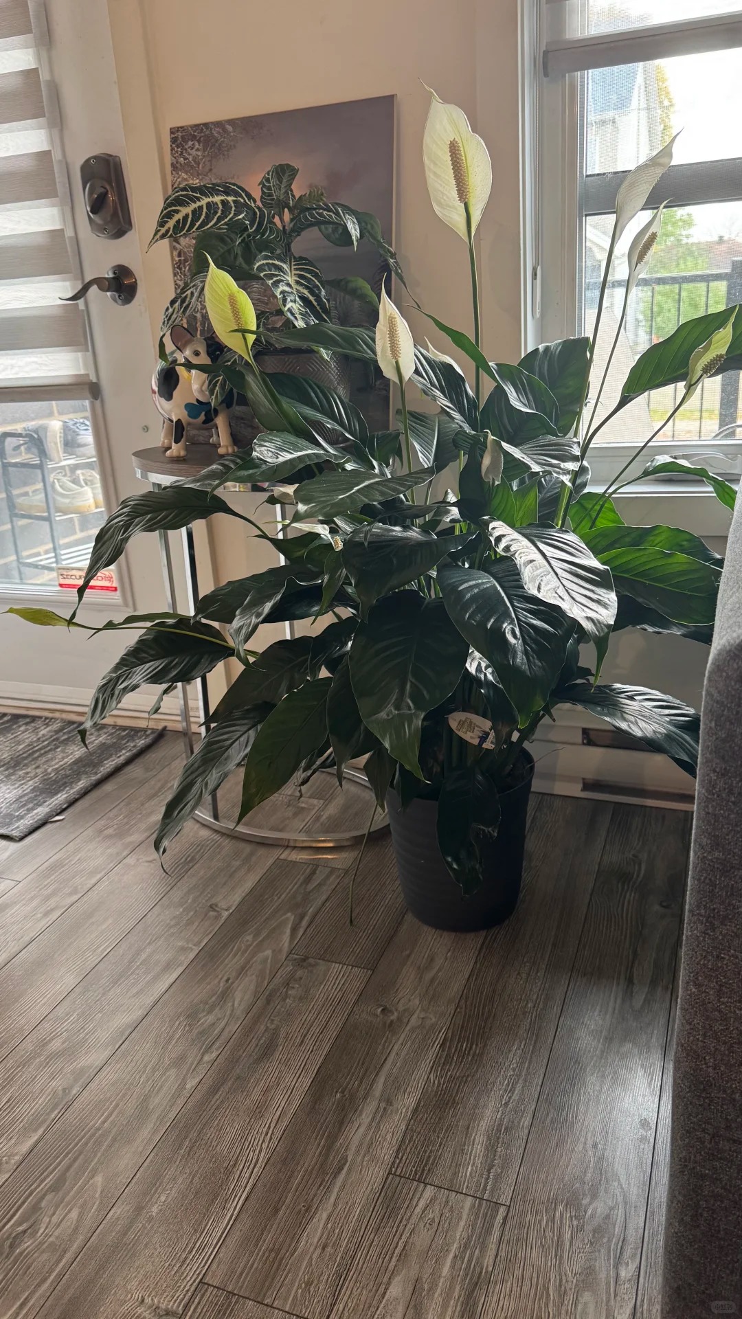 1775719826 741 6 loai cay loc khong khi cuc tot duoc han