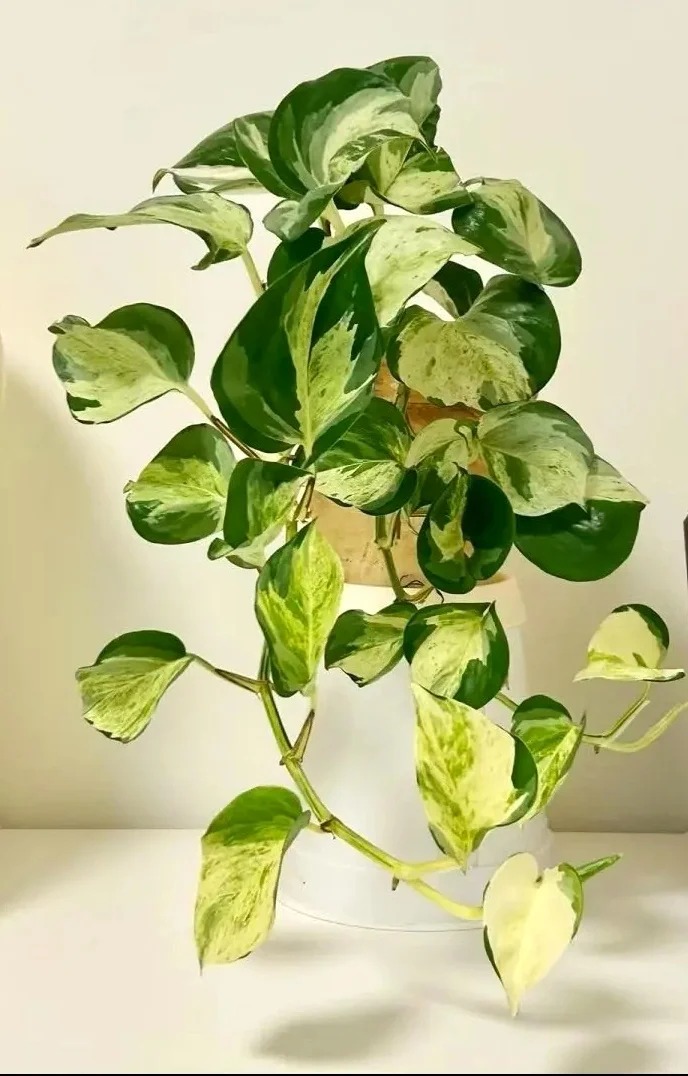 1775719828 668 6 loai cay loc khong khi cuc tot duoc han