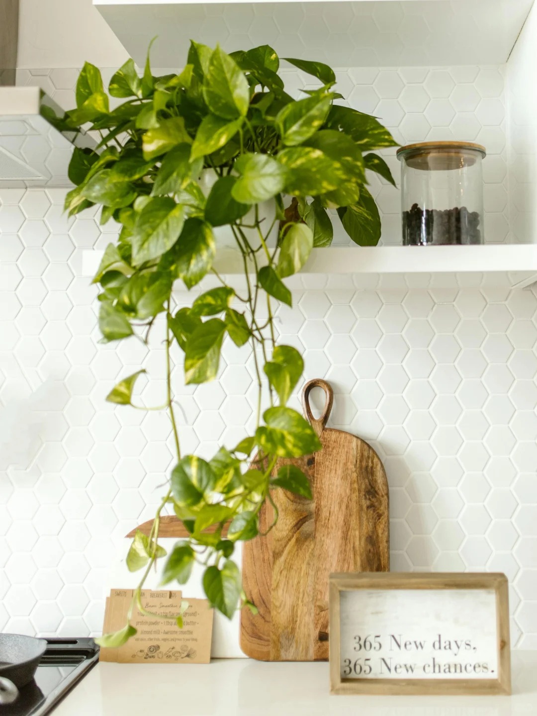 1775719830 903 6 loai cay loc khong khi cuc tot duoc han