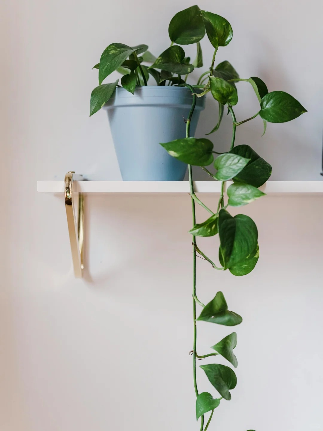 1775719832 286 6 loai cay loc khong khi cuc tot duoc han