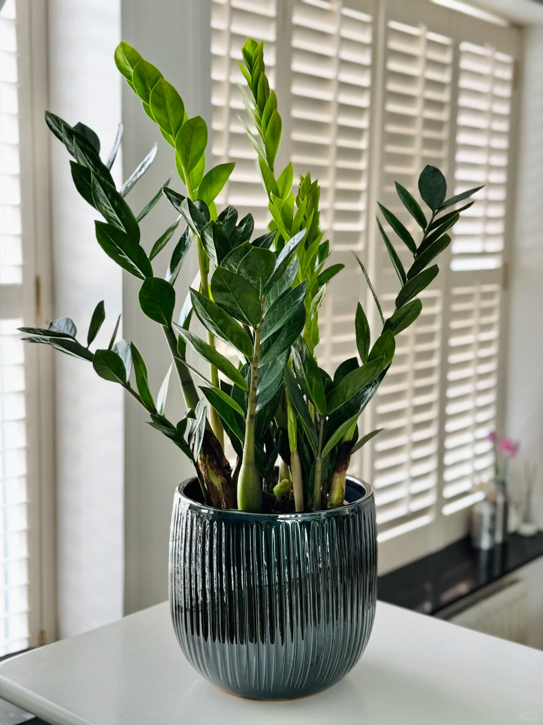 1775719834 970 6 loai cay loc khong khi cuc tot duoc han