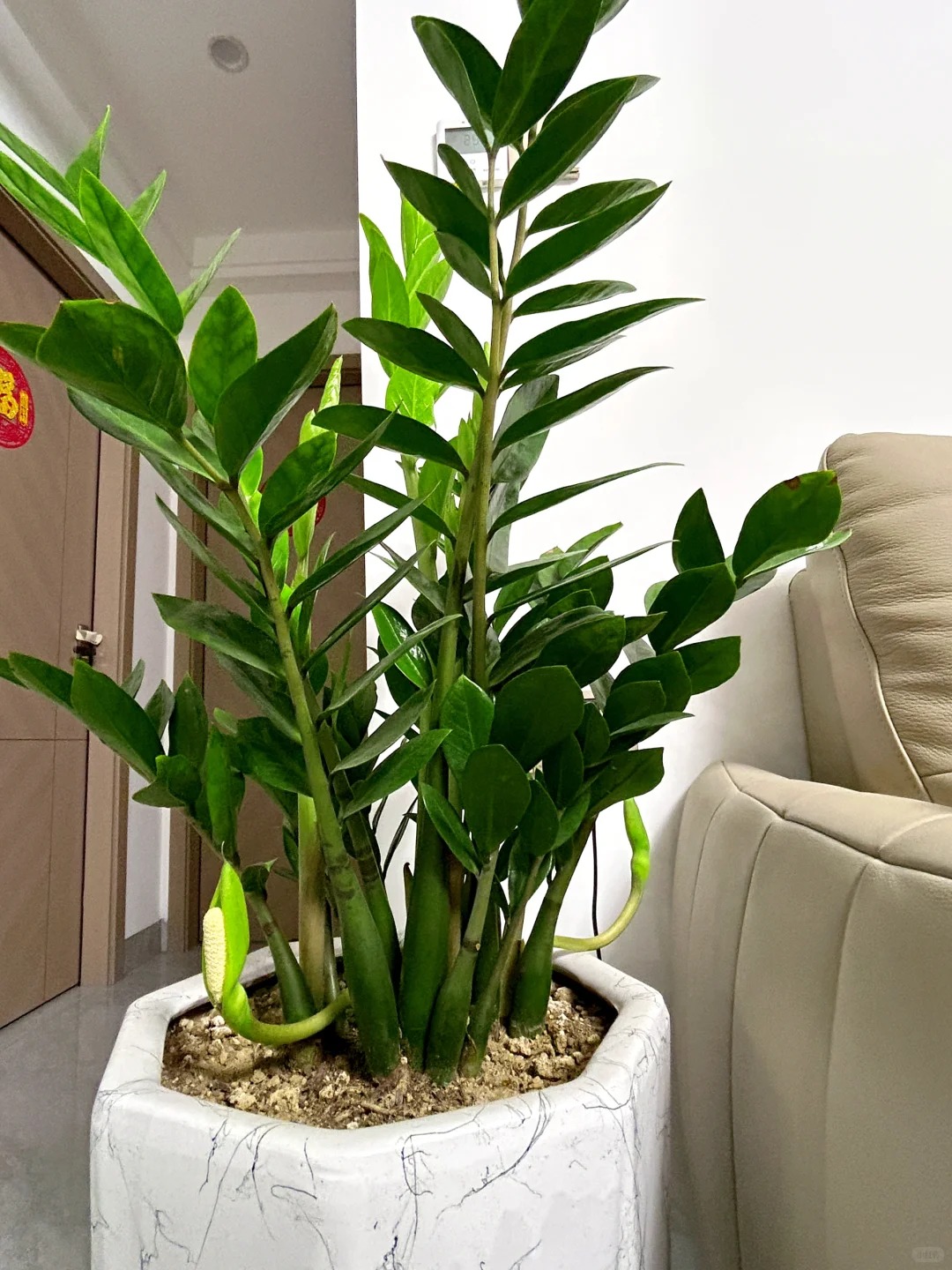 1775719836 518 6 loai cay loc khong khi cuc tot duoc han