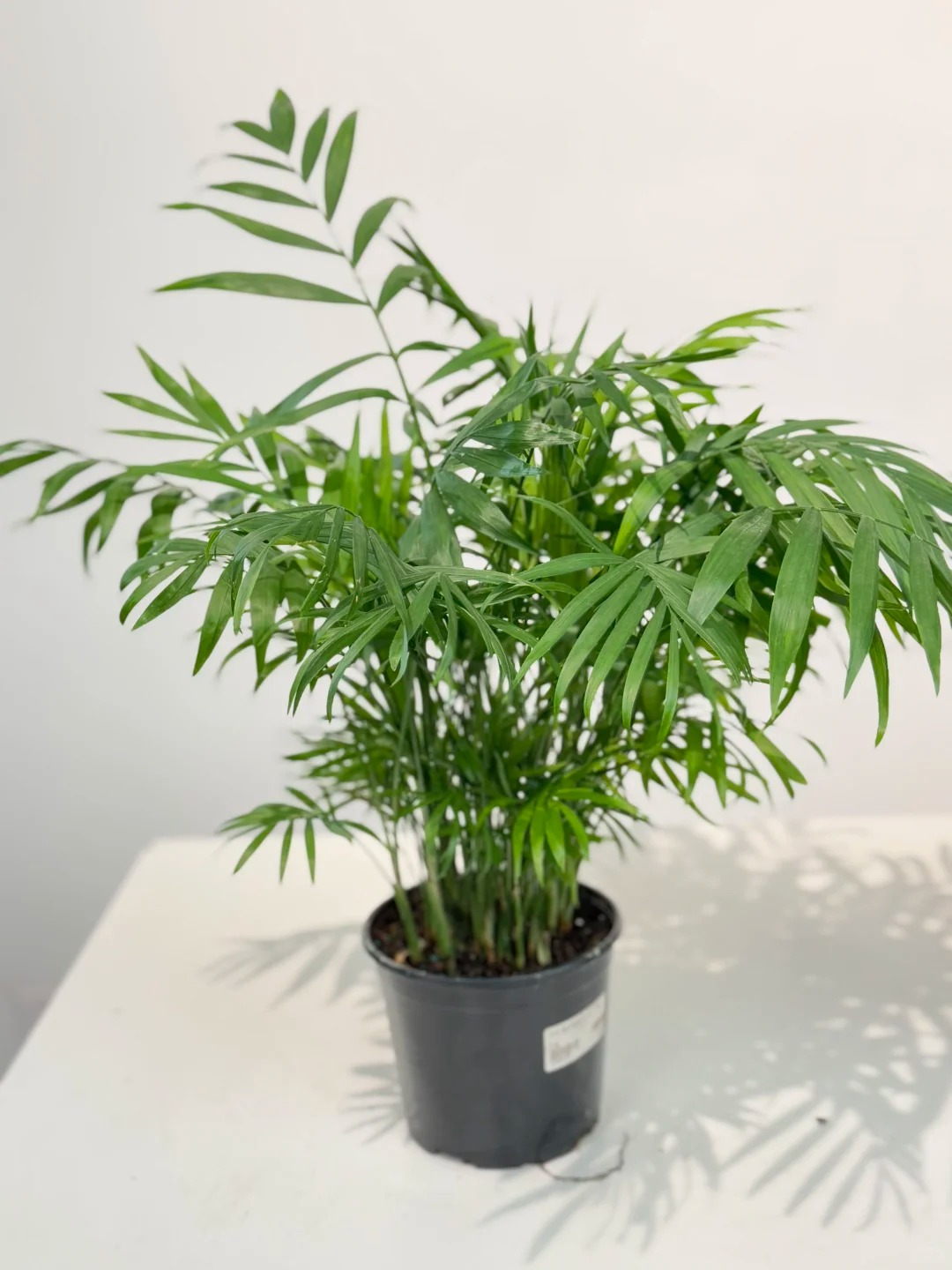 1775719842 481 6 loai cay loc khong khi cuc tot duoc han