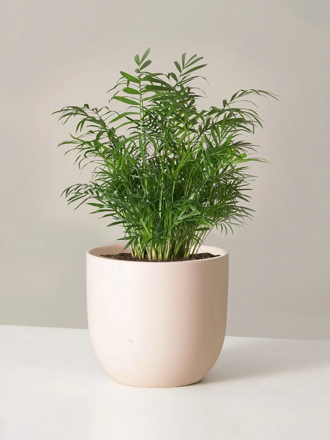 1775719844 651 6 loai cay loc khong khi cuc tot duoc han