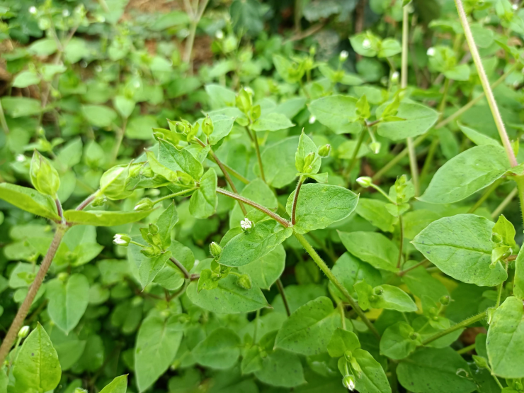 Loại rau dại được mệnh danh là cỏ làm sạch ruột, thanh nhiệt, giải độc, trộn tỏi giòn ngọt, ngon miệng 3 Nông dân thường nhổ bỏ loại rau dại này vì coi nó là "sâu bệnh".