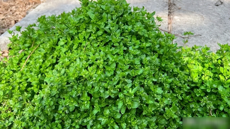 Loại rau dại được mệnh danh là cỏ làm sạch ruột, thanh nhiệt, giải độc, trộn tỏi giòn ngọt, ngon miệng 5 Loại rau dại này mọc lan tràn như cỏ ở các nơi ẩm ướt