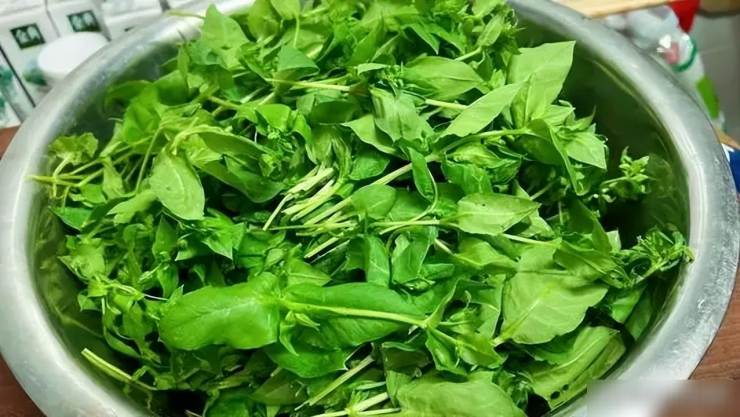 Loại rau dại được mệnh danh là cỏ làm sạch ruột, thanh nhiệt, giải độc, trộn tỏi giòn ngọt, ngon miệng 6 Loại rau dại được mệnh danh là "cỏ làm sạch ruột", thanh nhiệt, giải độc, trộn tỏi giòn ngọt, ngon miệng - 5