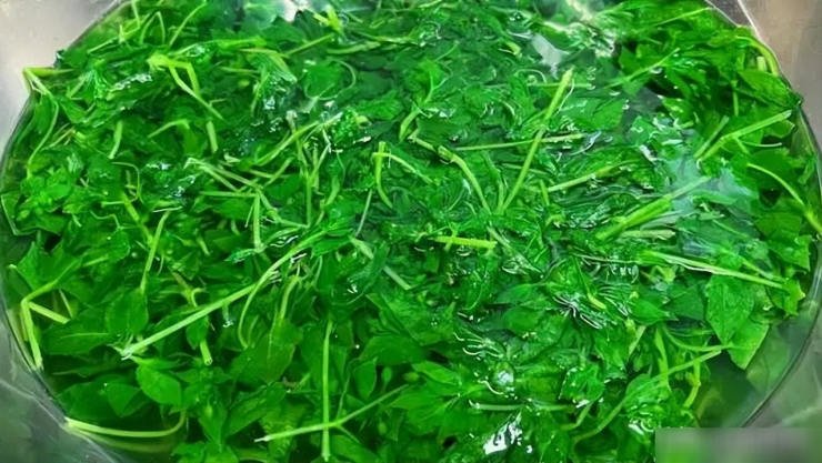 Loại rau dại được mệnh danh là cỏ làm sạch ruột, thanh nhiệt, giải độc, trộn tỏi giòn ngọt, ngon miệng 7 Loại rau dại được mệnh danh là "cỏ làm sạch ruột", thanh nhiệt, giải độc, trộn tỏi giòn ngọt, ngon miệng - 6