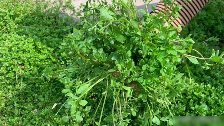 Loại rau dại được mệnh danh là cỏ làm sạch ruột, thanh nhiệt, giải độc, trộn tỏi giòn ngọt, ngon miệng 10 Loại rau dại được mệnh danh là "cỏ làm sạch ruột", thanh nhiệt, giải độc, trộn tỏi giòn ngọt, ngon miệng - 9