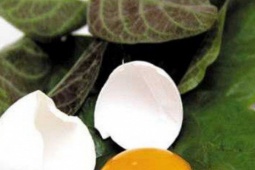 Tác dụng giải độc cơ thể của lá mơ lông