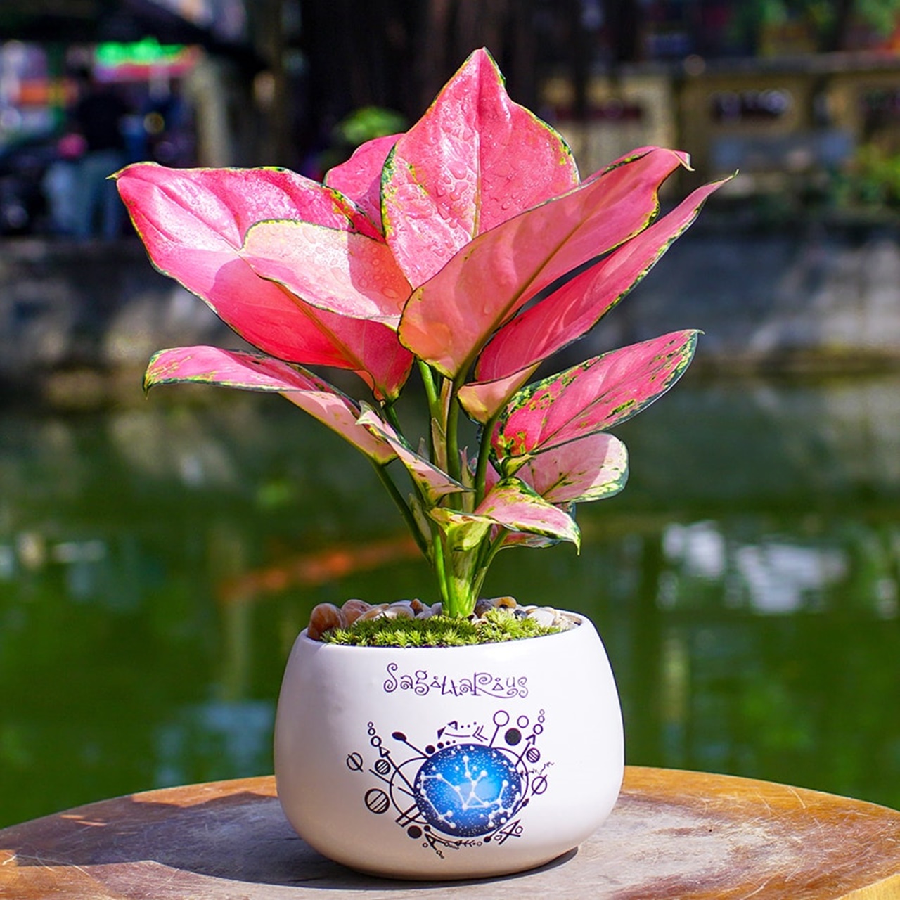 1775789703 653 Day la 7 loai rat dang de thu