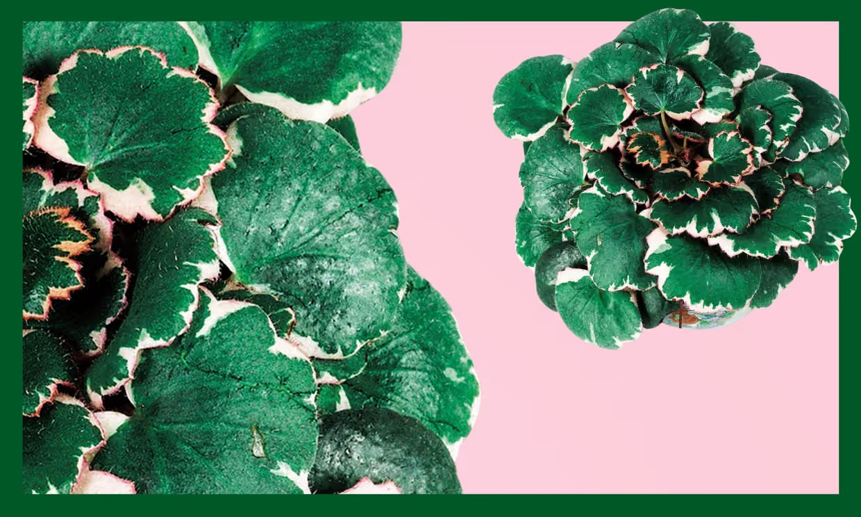 1775789708 864 Day la 7 loai rat dang de thu