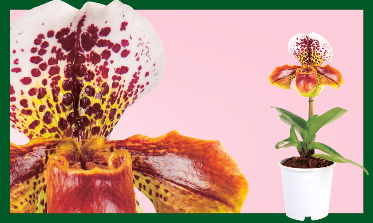 1775789713 399 Day la 7 loai rat dang de thu