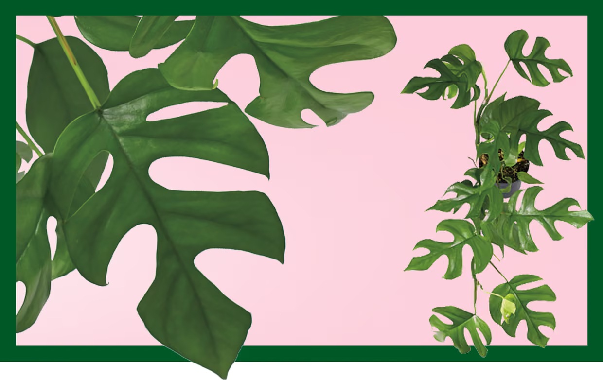 1775789715 723 Day la 7 loai rat dang de thu