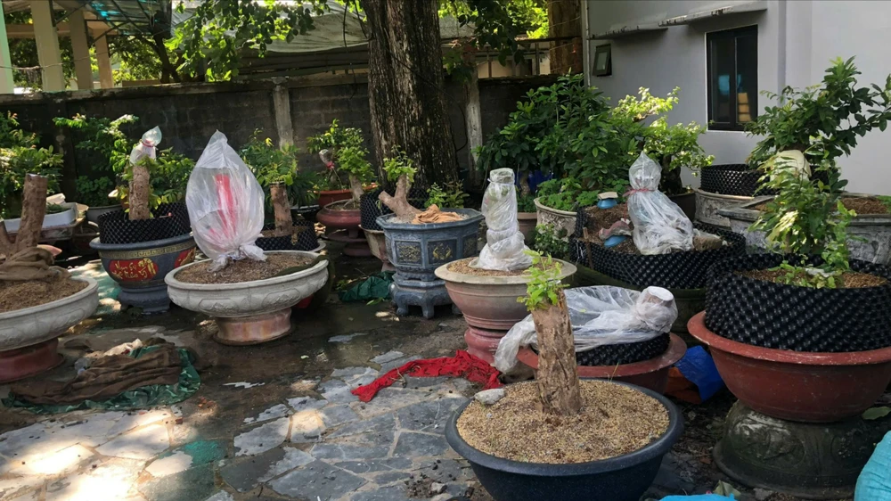 Các cây mai của ông Y để trong sân trụ sở của đơn vị ông T thời điểm bị xử phạt hành chính tháng 6-2025. Ảnh tư liệu
