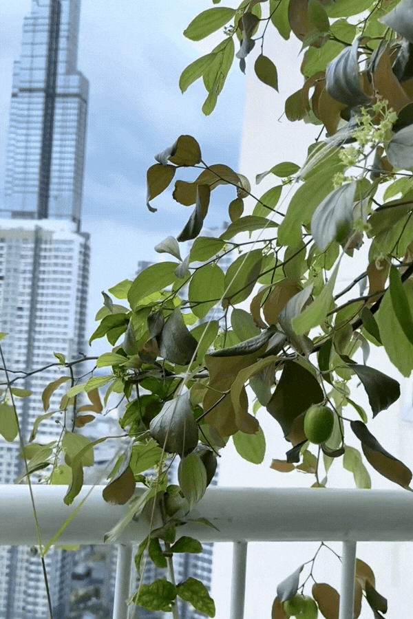 1775795745 208 Phu ba sang ngam hoa chieu hai qua toi uong