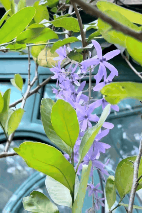 1775795755 18 Phu ba sang ngam hoa chieu hai qua toi uong