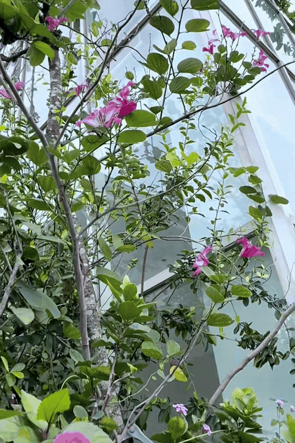 1775795764 302 Phu ba sang ngam hoa chieu hai qua toi uong