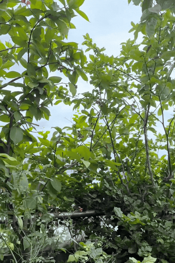 1775795769 189 Phu ba sang ngam hoa chieu hai qua toi uong