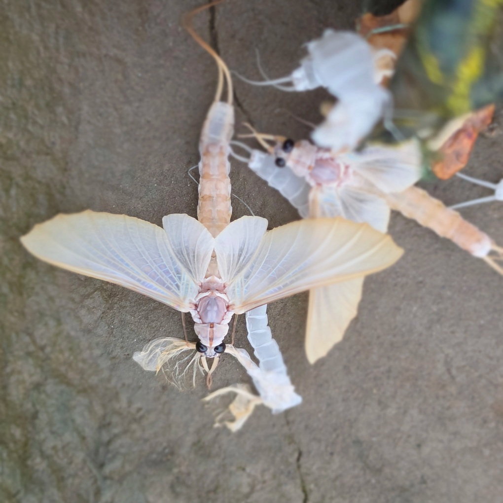 Đặc sản ở Hà Nội xuất hiện 30 phút rồi chết, muốn bắt phải canh cả đêm - 2