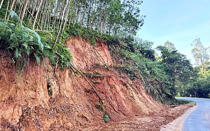 Đà Nẵng muốn xoá 90% rừng keo bằng các cây phù hợp trong 15 năm tới - Ảnh 3.