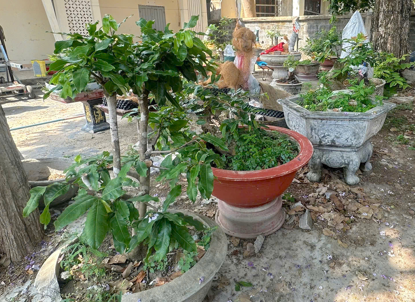 Chưa đủ căn cứ để xử phạt! 3 Vụ cây mai vàng ở Côn Đảo: Chưa đủ căn cứ để xử phạt! - Ảnh 3.