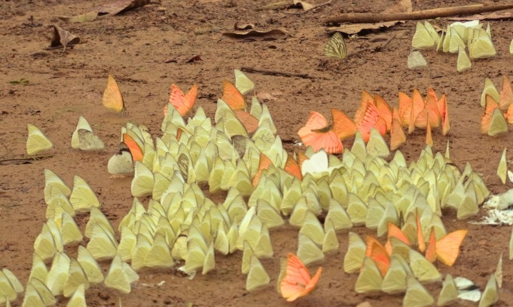 Khách đổ đến check in vườn Cúc Phương mùa bướm 4 Khách đổ đến check in vườn Cúc Phương mùa bướm - 3