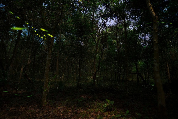 Khách đổ đến check in vườn Cúc Phương mùa bướm 7 Khách đổ đến check in vườn Cúc Phương mùa bướm - 6